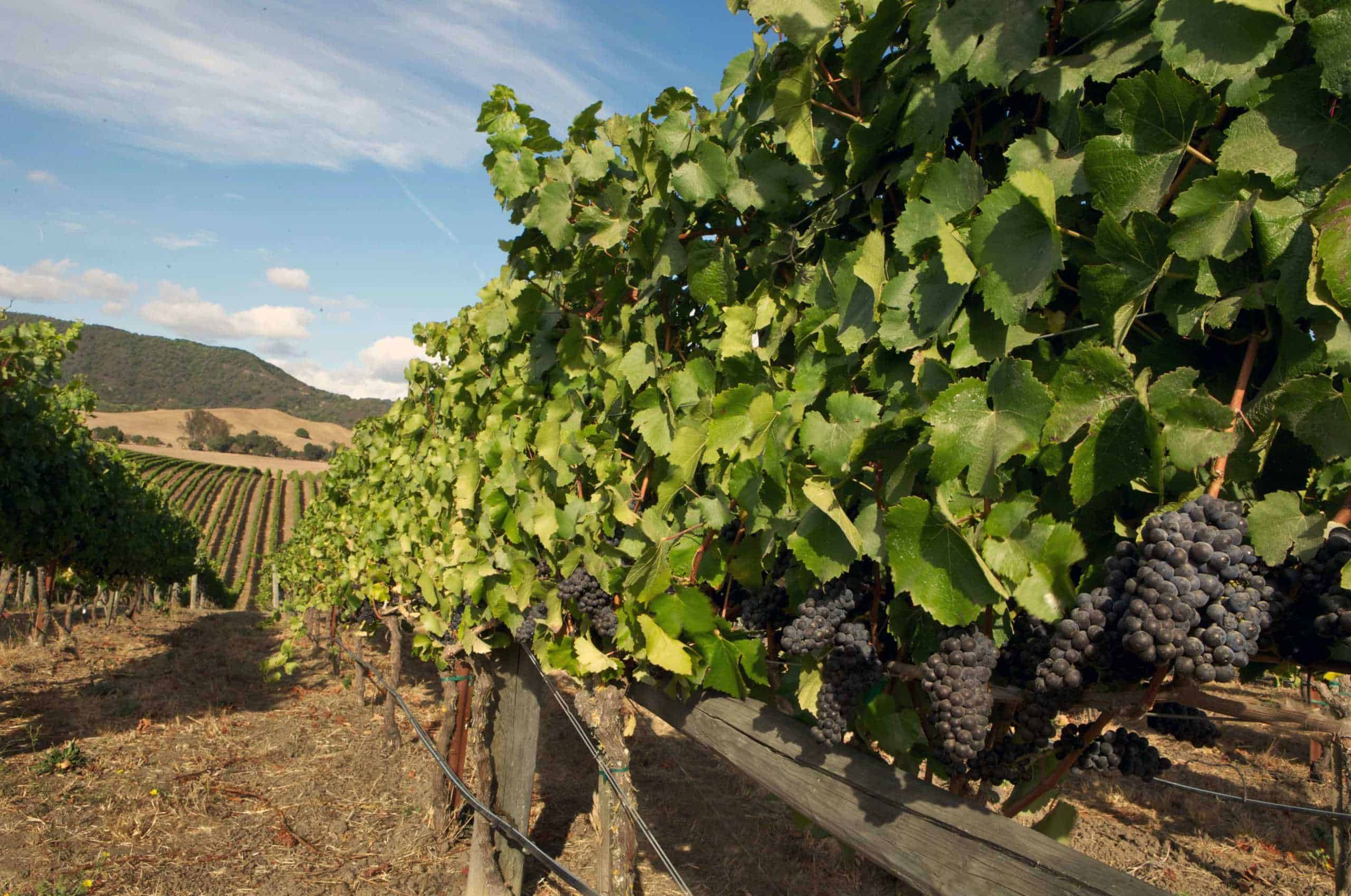 Carneros Wine Alliance Celebrates 35 Years World of Pinot Noir